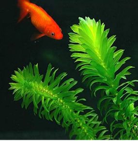 aquarium plant