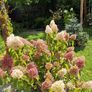 Mature Hydrangea Plant in a Pot Image 8