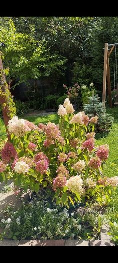 Mature Hydrangea Plant in a Pot
