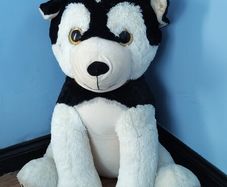 large dog teddy