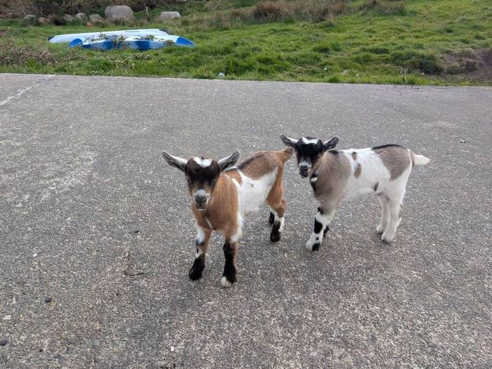 2 half pygmy kid goats for sale