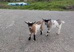 2 half pygmy kid goats for sale