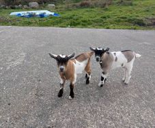 2 half pygmy kid goats for sale