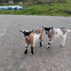 2 half pygmy kid goats for sale