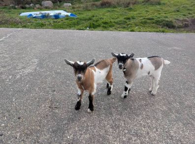 2 half pygmy kid goats for sale