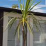 Palm Tree Image 10