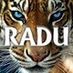 Radu Kot