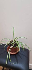 Spider plant