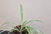 Spider plant