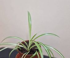 Spider plant