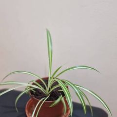 Spider plant