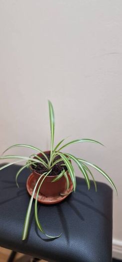 Spider plant