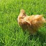 Buff Pekin rosters Image 6