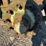 ROR 10 Stud Axles Image 4