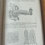 Domestic Science And General Hygiene. By T.w. Gardner And Isabel F. Young. Early 1900s Hardback In Good Condition.  See Photos For Same. Image 9