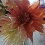 Dahlia tubers Image 10