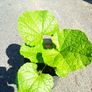 plants Image 2