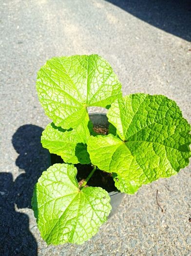 plants