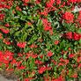 Pyracantha Firethorn Hedging Image 5