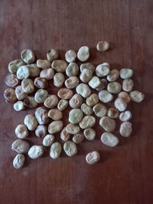 Broad Bean Seeds