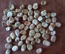 Broad Bean Seeds