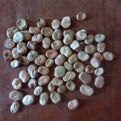 Broad Bean Seeds