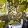 houseplant Philodendron Lemon Lime cuttings Image 3