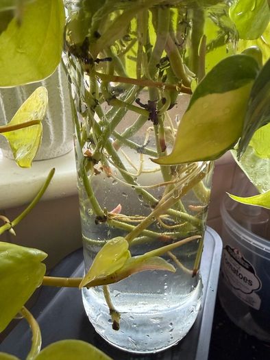 houseplant Philodendron Lemon Lime cuttings