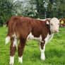 Hereford bulls Image 8