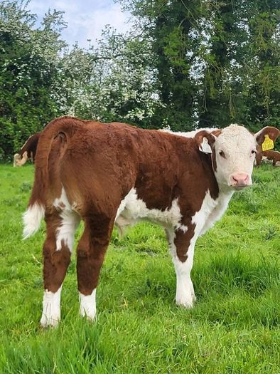 Hereford bulls