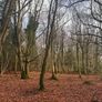 Forestry Consultancy & Professional Advice Image 4