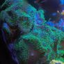 Neon Green Hairy Rhodactis Image 4