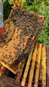 Honey bee hives