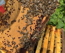 Honey bee hives