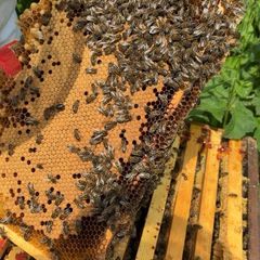 Honey bee hives