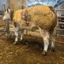 Show roan BB heifer Image 10