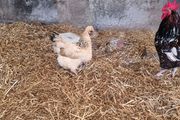 hen