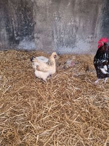 hen