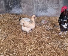 hen