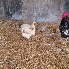 hen
