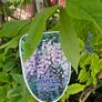 wisteria Image 6