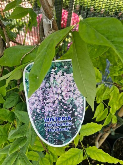 wisteria