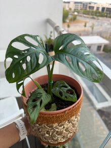 Monstera indoor plant