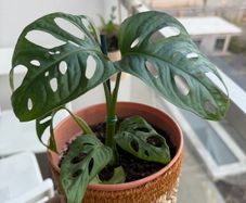 Monstera indoor plant