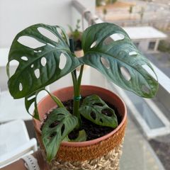 Monstera indoor plant