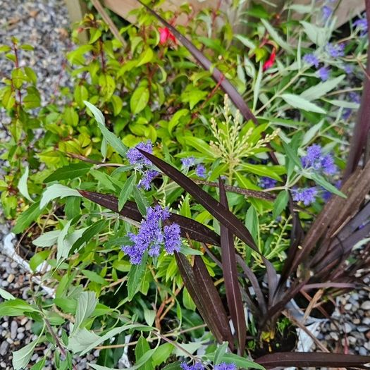 Shrubs and Garden Plants