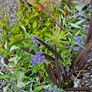 Shrubs and Garden Plants Image 3