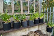 Agapanthus