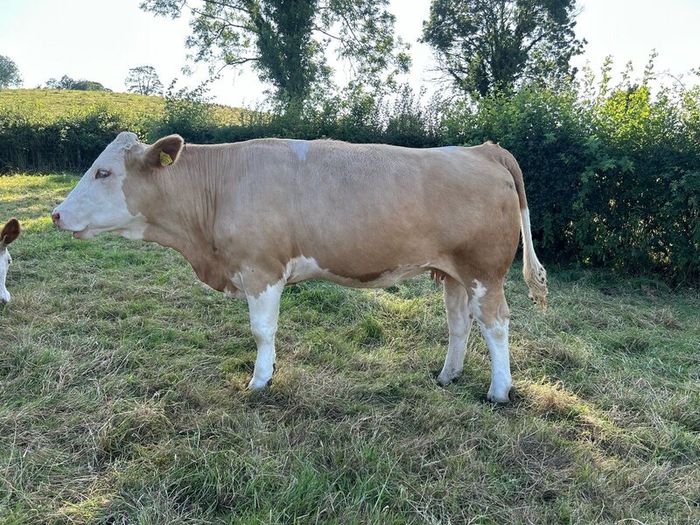 Springing and incalf heifers