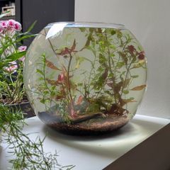 glass fish bowl